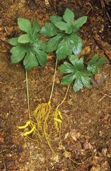 10 Wild Goldenseal Bare Roots Fresh Dug SW Virginia Appalachian Mtns Yellow Root