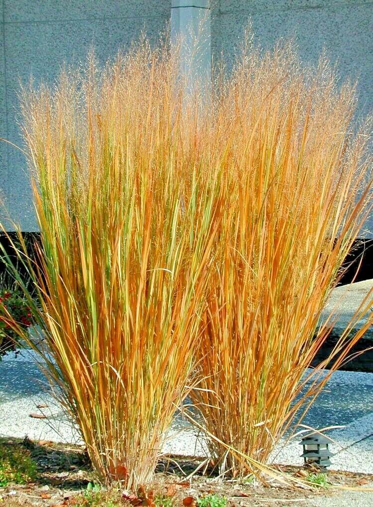 1000+SWITCHGRASS Seeds Native Tall Grass Prairie Ornamental Perennial Fast Easy