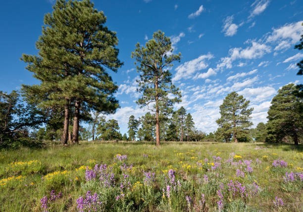 Ponderosa Pine Seeds – 150+ ct – Fresh Pick 4/22/2026