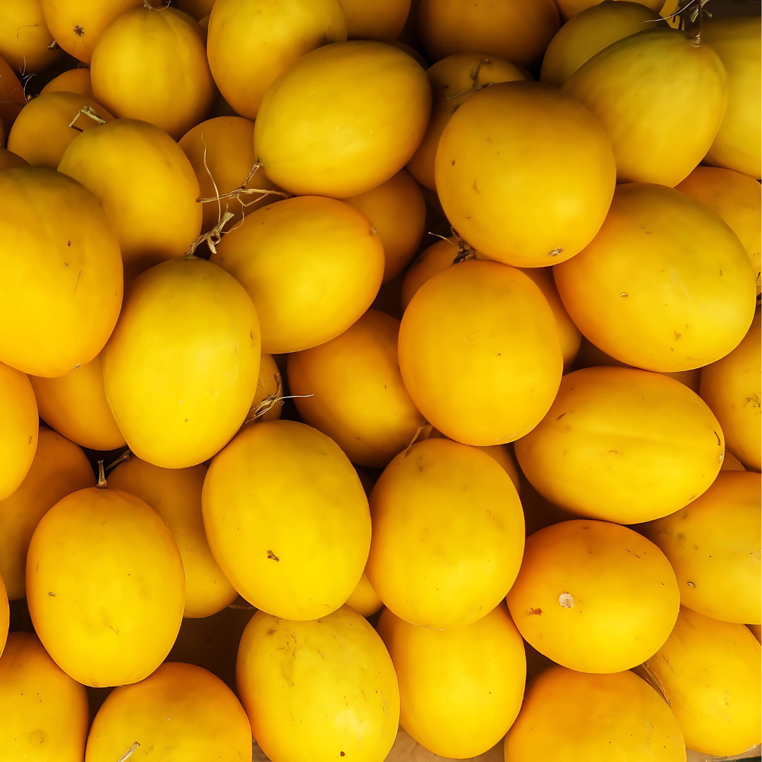 Fresh Juicy Canary Melon Seeds | Golden Yellow | Heirloom | Non-GMO | Fruit Seed