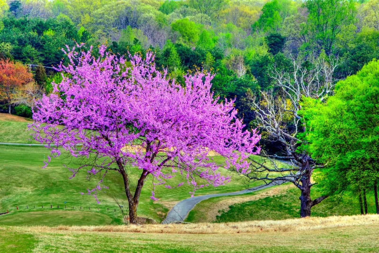 30 Eastern REDBUD TREE Cercis Canadensis Pink Flowering Native Tree Seeds