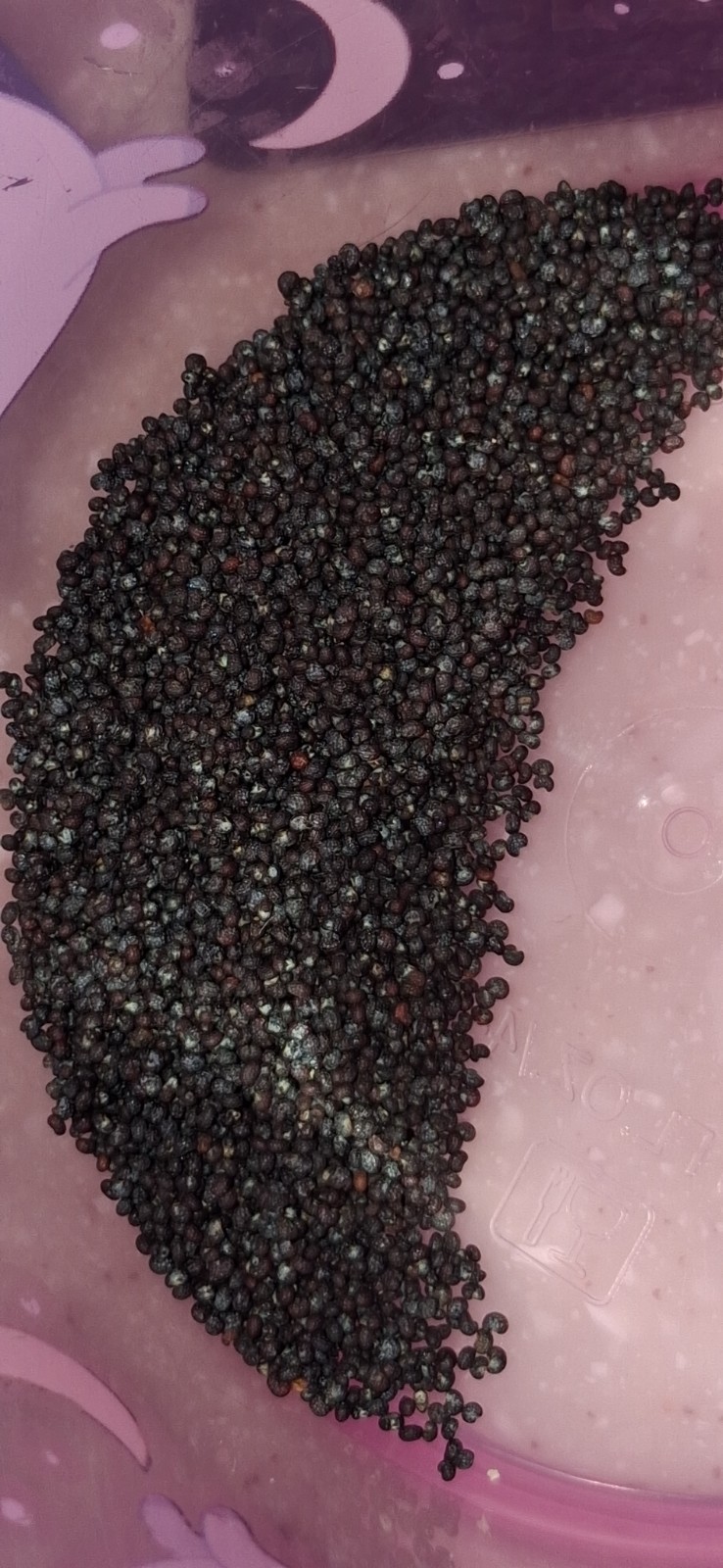2,500+ Turkish Poppy Seeds – RARE SOMNIFERUM for planting