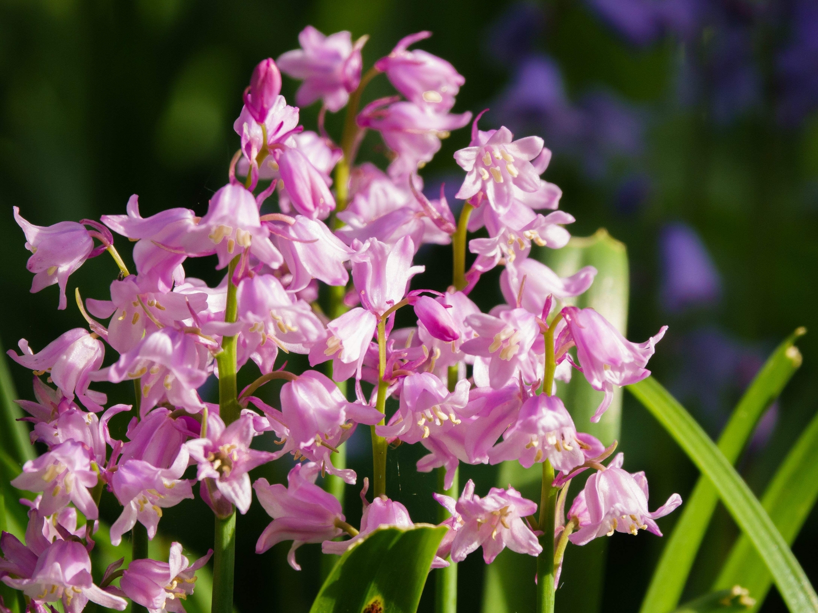 10 Mixed WOOD HYACINTH English Woodland Spanish Bluebell Scilla Flower Seeds
