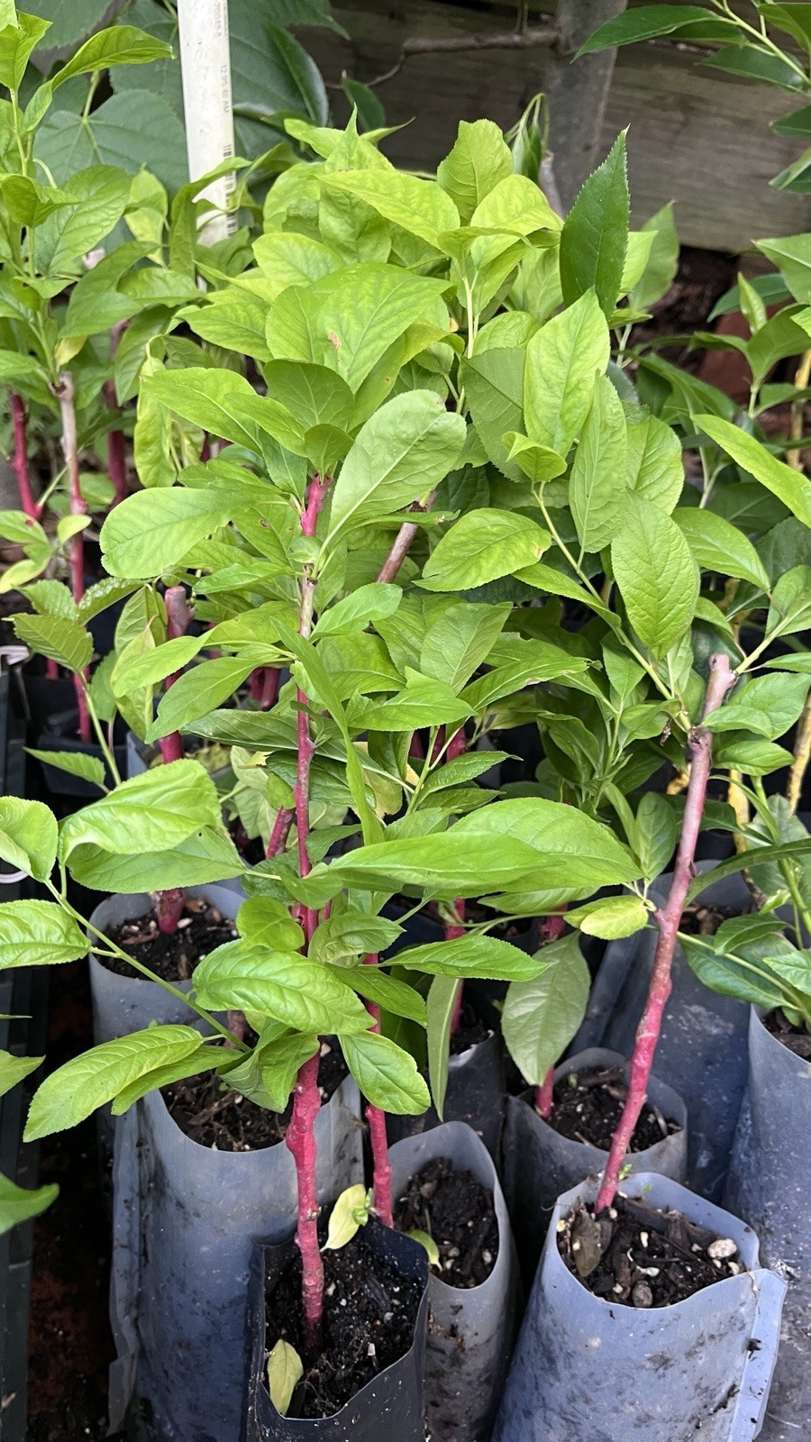 Nadia Cherry Plum Hybrid, grafted 1 year old plant 8-16” tall