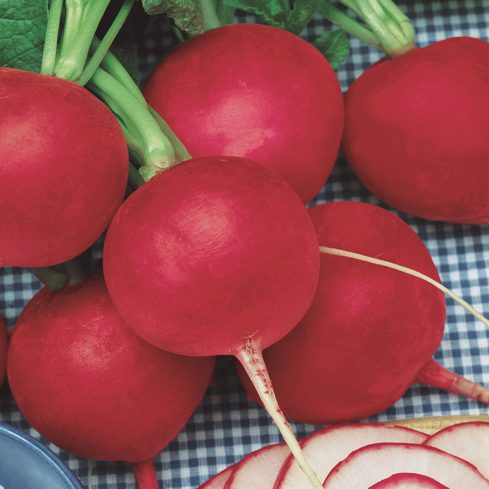500 Champion Radish Seeds – Non-GMO Heirloom Radish – LARGE RADISH!