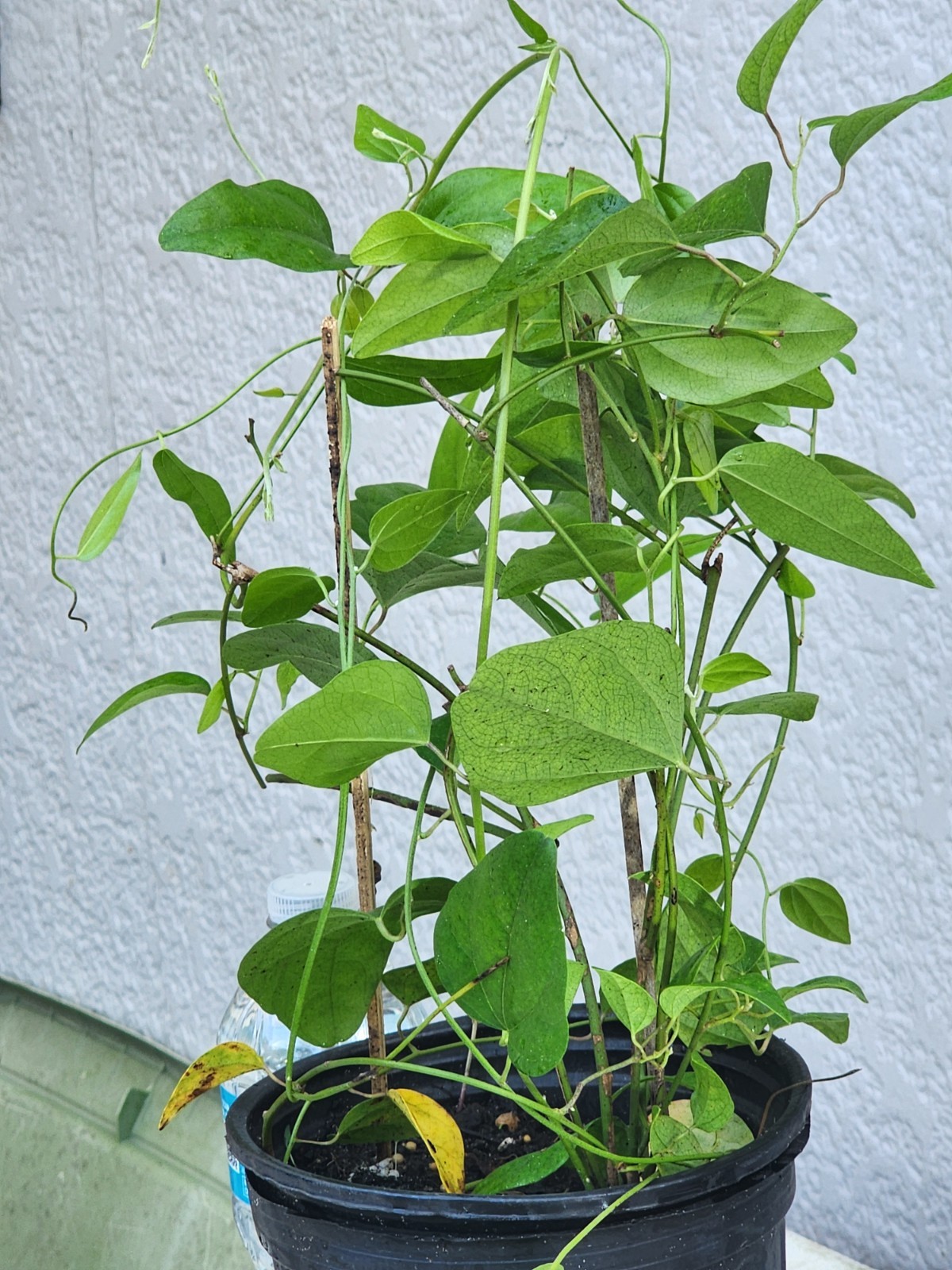 2 Green Grass Jelly Vines – Sương Sâm Plants 12”-17” in One Pot | Rare Tropical
