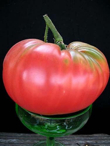 Tomato Brandywine Pink Garden Heirloom Vegetable By Seed Kingdom 1,200 Seeds