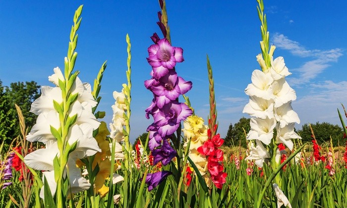 5 Giant Gladiolus Mixed color Collection Bulbs/Corms **Spring Planting