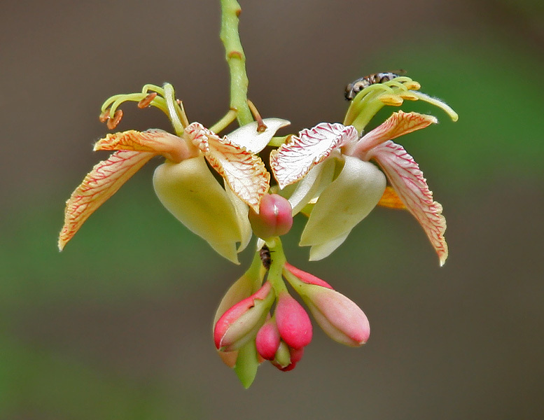 10 TAMARIND TREE SEEDS – Tamarindus indica