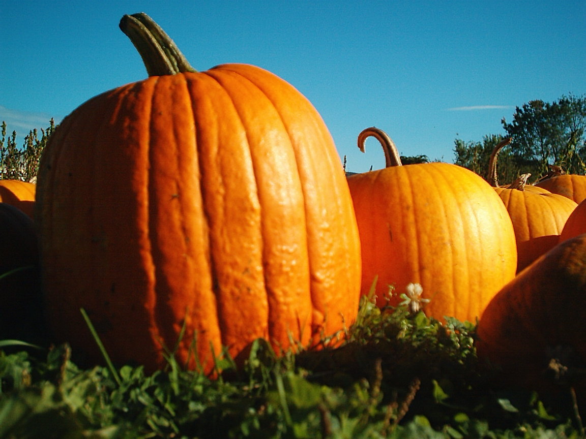 BIG MAX PUMPKIN SEEDS * 7 SEEDS * 100 POUND x 20 INCH SIZE FRUIT *