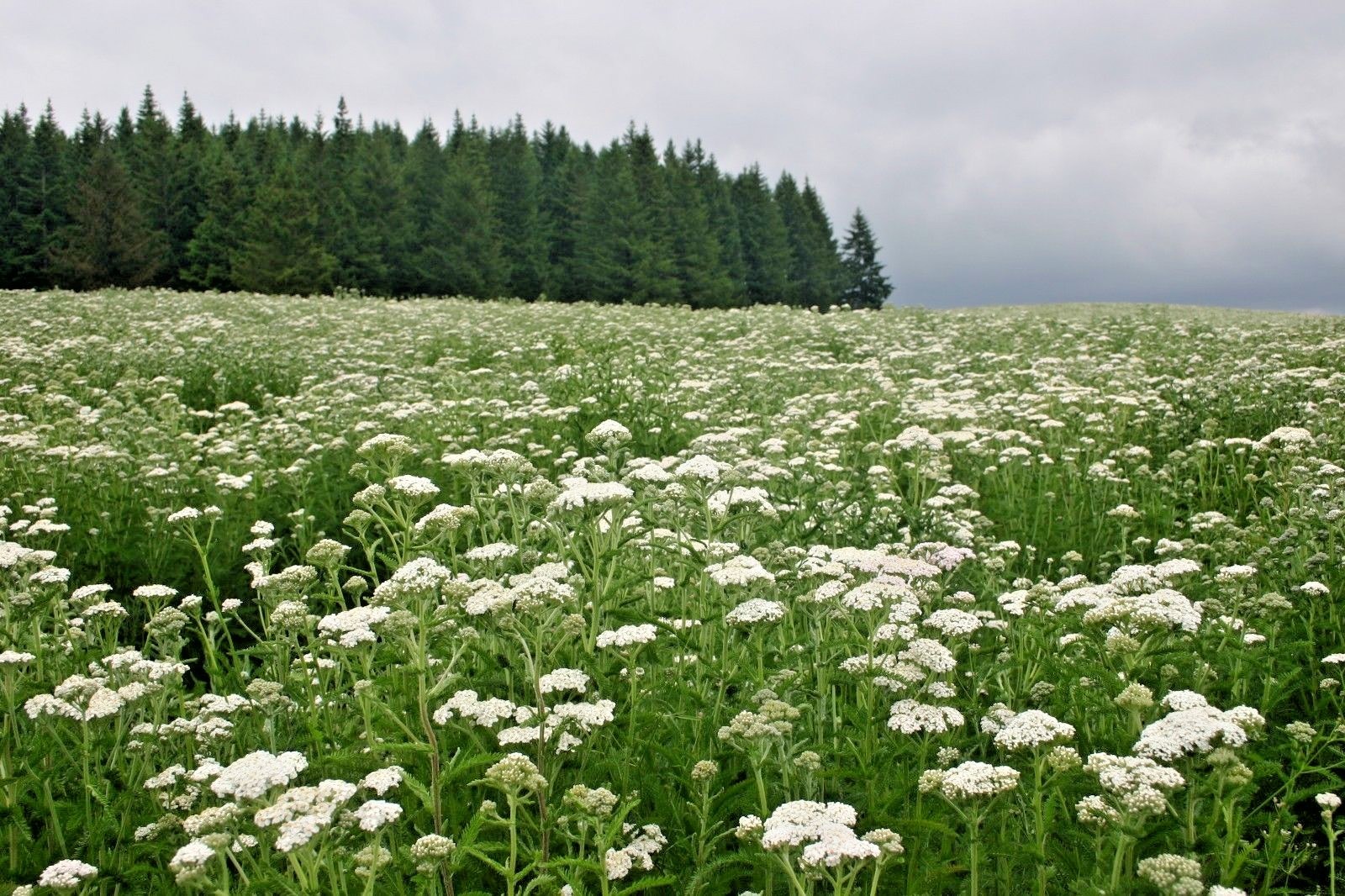 1000+WHITE YARROW Flower Seed Milfoil Perennial Native Wildflower Medicinal Herb