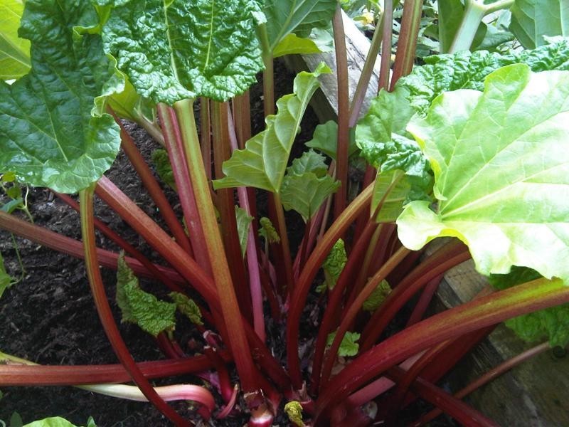 RHUBARB * BULK 200 SEEDS * CRIMSON STALKS * WITHSTANDS HOT TEMPS *