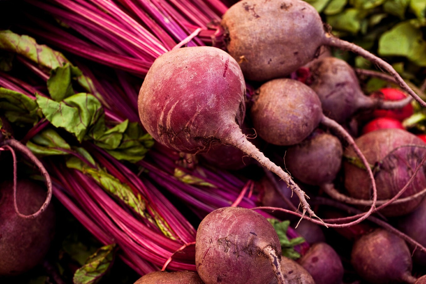 BEET Early Wonder 200 NON – HYBRID NON – GMO Seeds Open Pollinated Heirloom