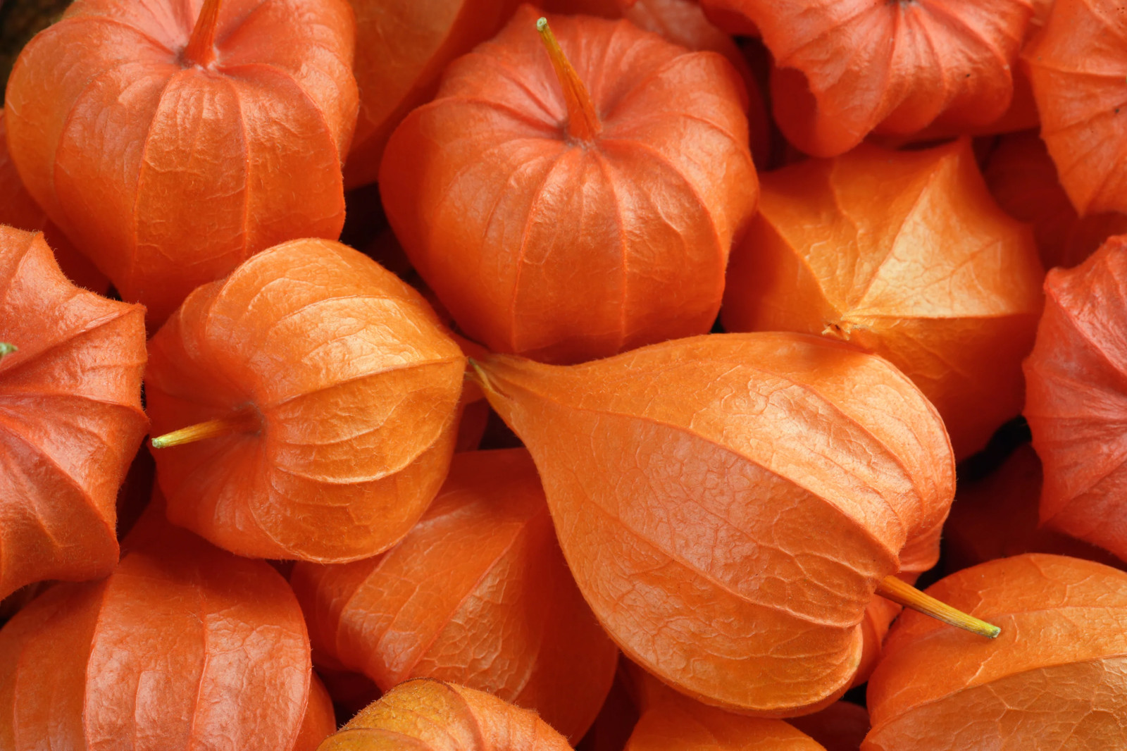 100 CHINESE LANTERN Winter Ground Cherry Japanese Physalis Alkekengi Flower Seed