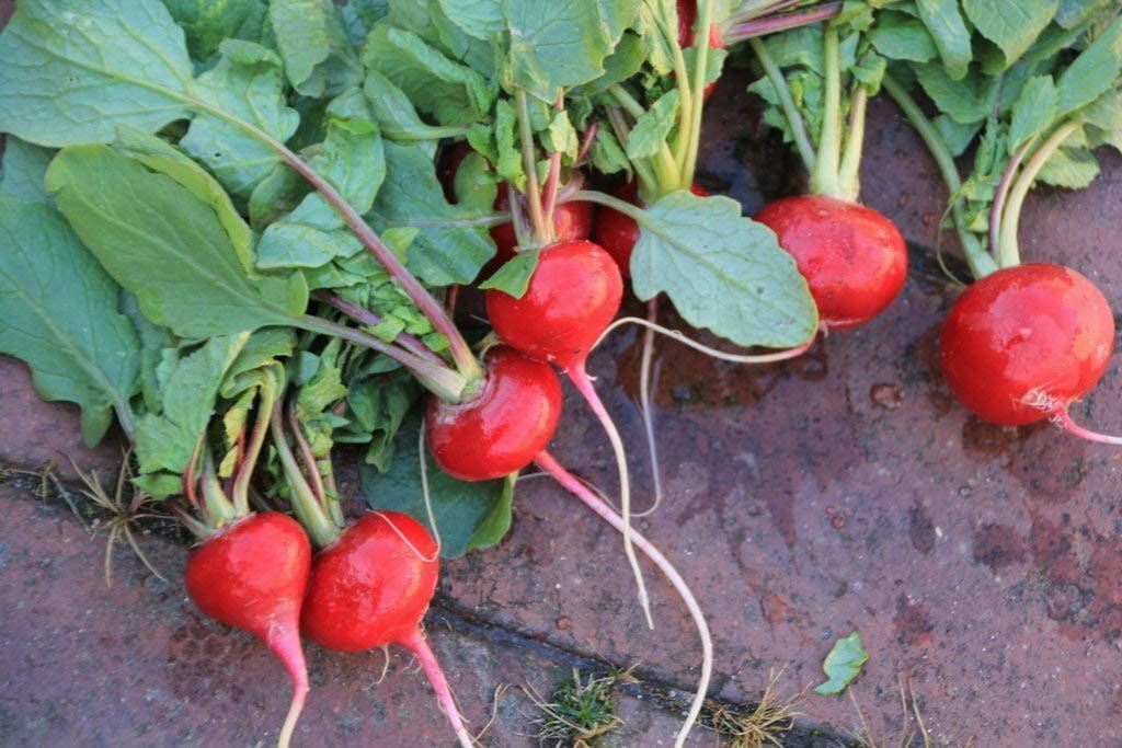Radish Seeds, Champion Radish Seeds, “COOL BEANS N SPROUTS” Brand. Heirloom.