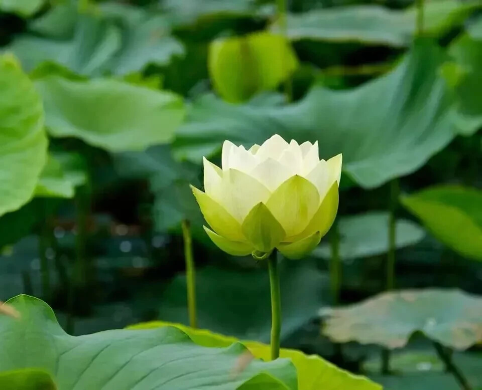30PCS Bowl Lotus Seeds Bonsai Lotus Seeds for Planting, Water Lily Flower, Aquat