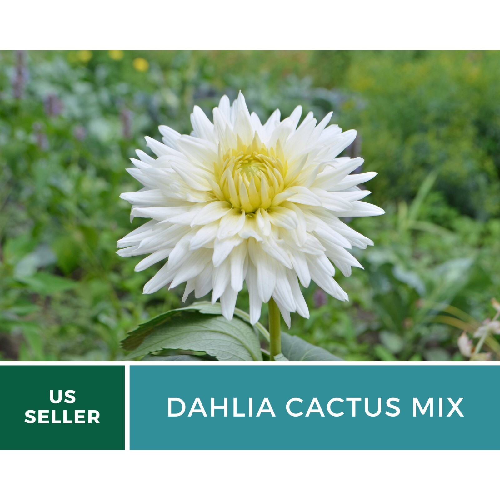Dahlia, Cactus Mix – 25 Seeds – Stunning Blooms – Non GMO (Dahlia variabilis)