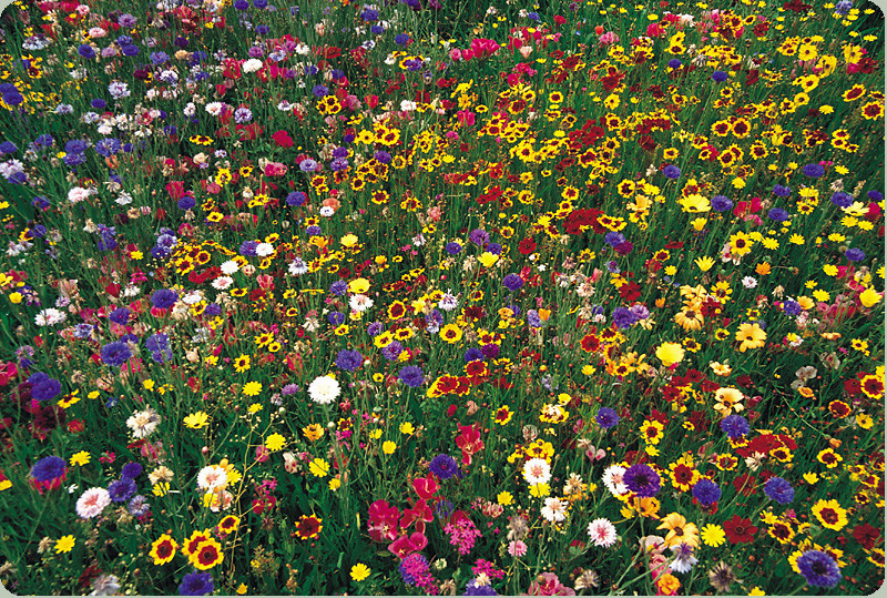 WILDFLOWER MIX 100% seed 1 POUND LB 16 oz Bulk Covers 4000 sq ft – LOWEST PRICE!