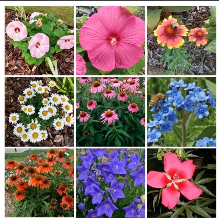 Choose 10 Heirloom Flower Seed Packs