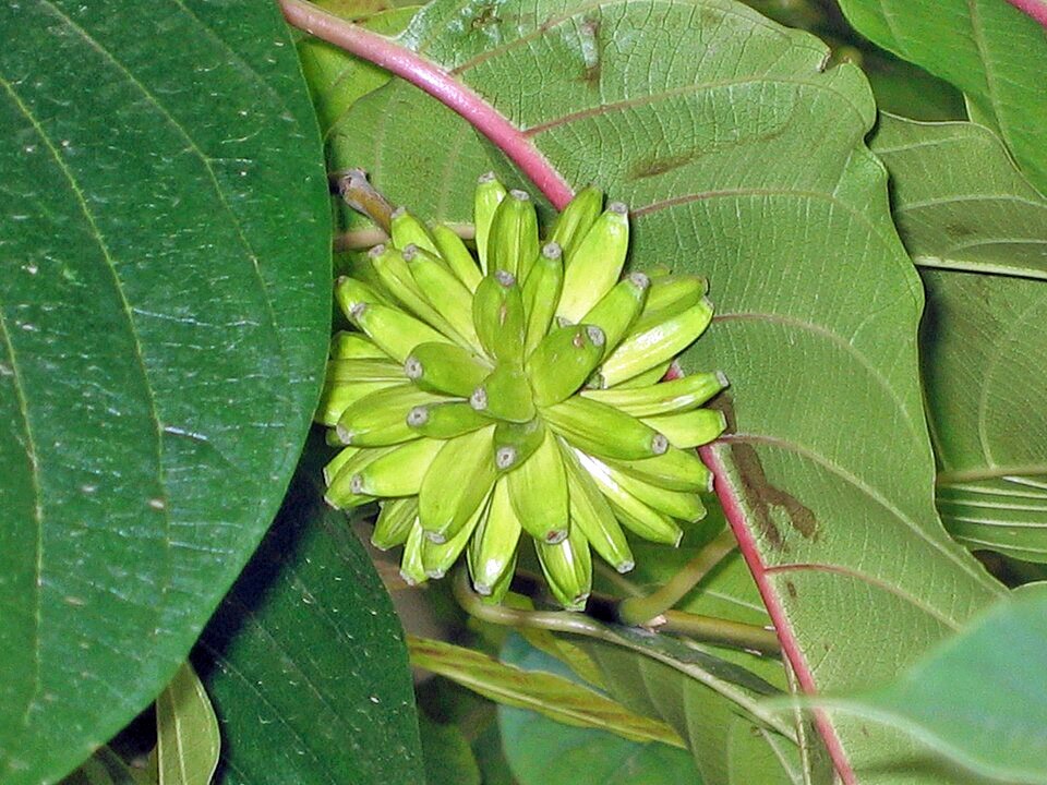 Camptotheca acuminata | Cancer Tree | 100 Seeds