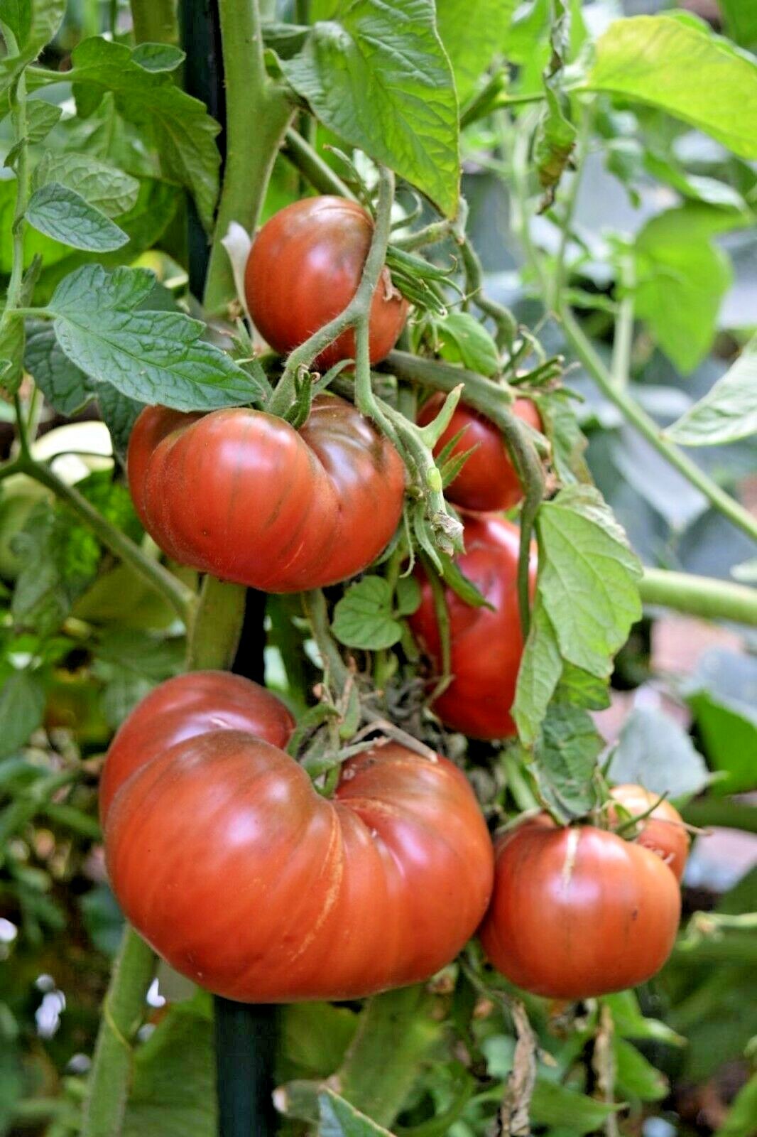 51+CHEROKEE PURPLE TOMATO Seeds Organic Native Heirloom Summer Garden Container