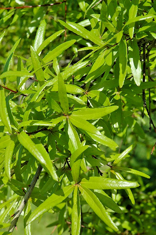 12 WILLOW OAK ACORNS – Quercus phellos