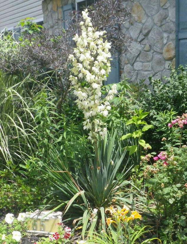 White Yucca Seeds – 25 Seeds. White Flower stem 5-6 ft. Blooms Mid-Summer.