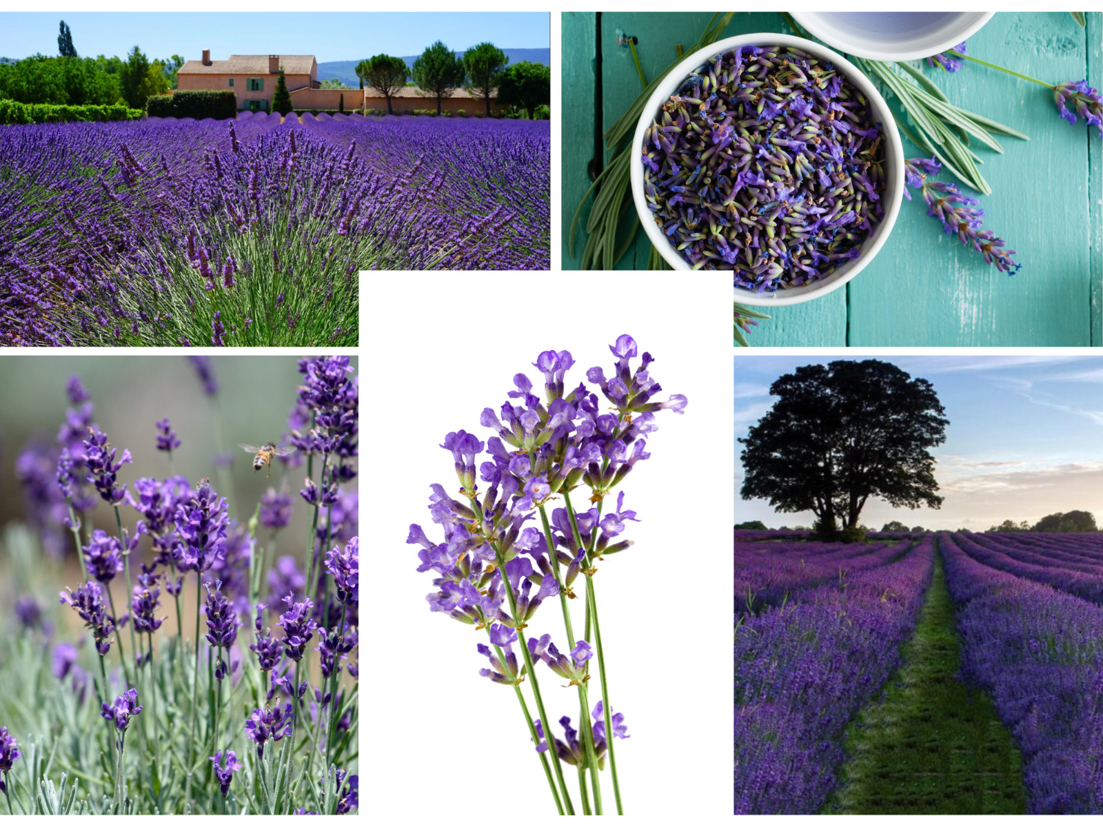 155 seeds| Vera Lavender Flower Herb Seeds #6008