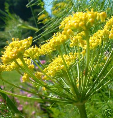Fennel Seeds, Aromatic herb, FREE SHIPPING!