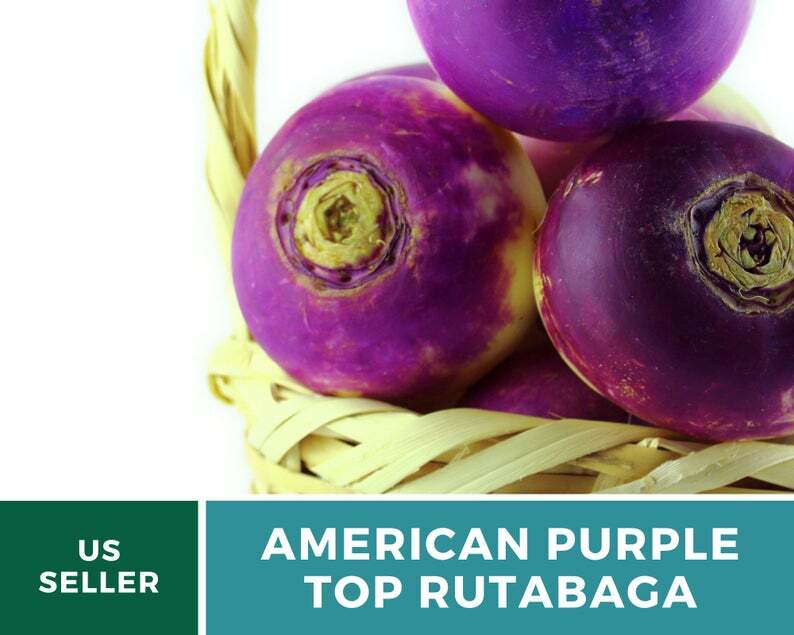 Rutabaga, American Purple Top – 200 Heirloom Seeds – GMO Free (Brassica napus)