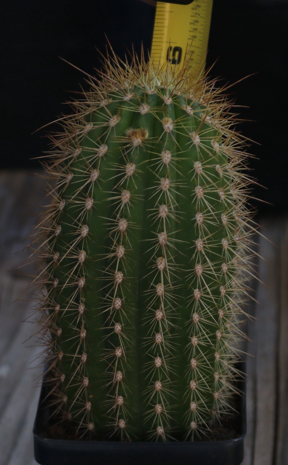 Tricho hybrid ‘Chris’
