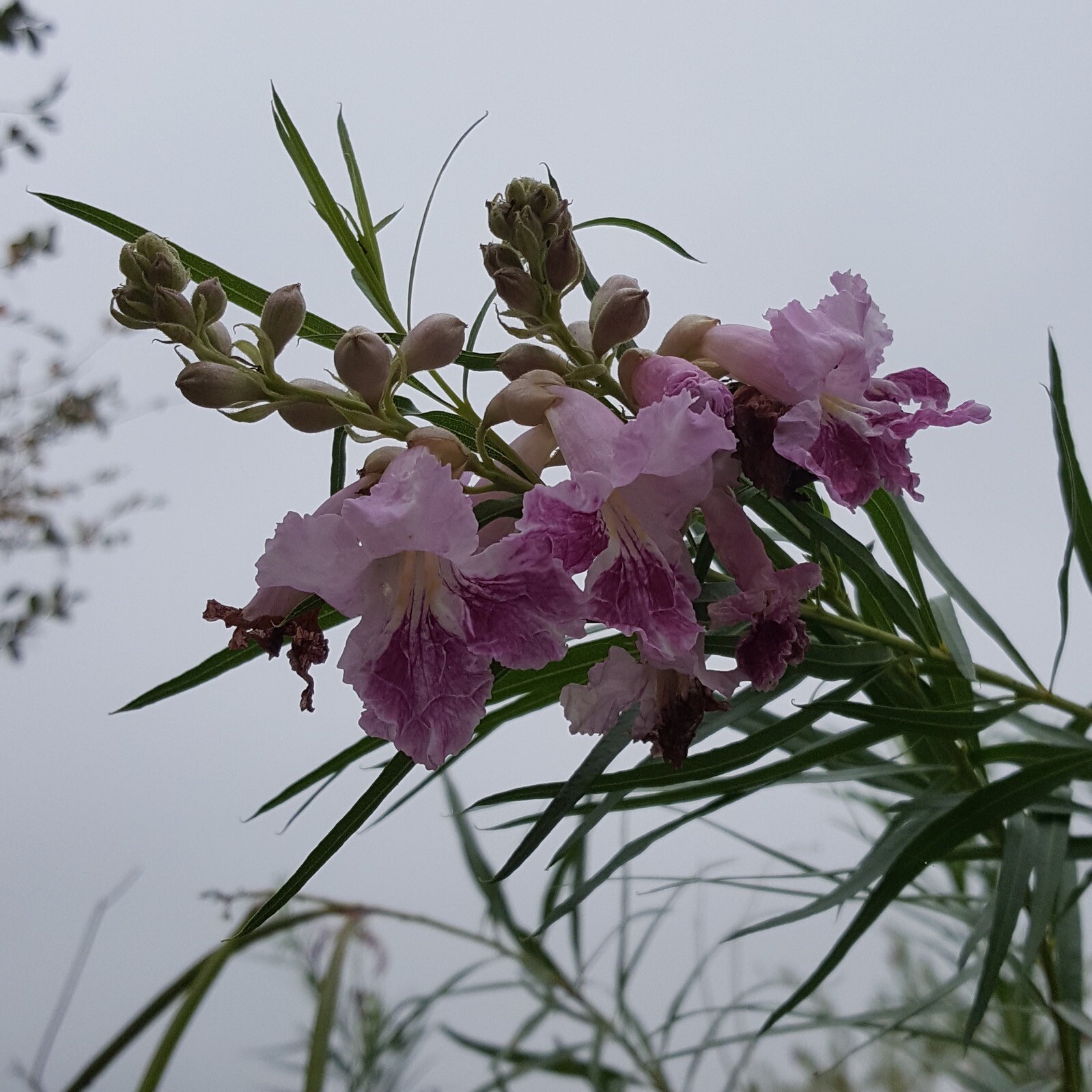 CHILOPSIS LINEARIS, TEXAS DESERT WILLOW, BOW WILLOW, MIMBRE, MXD COLORS! 30 SDS