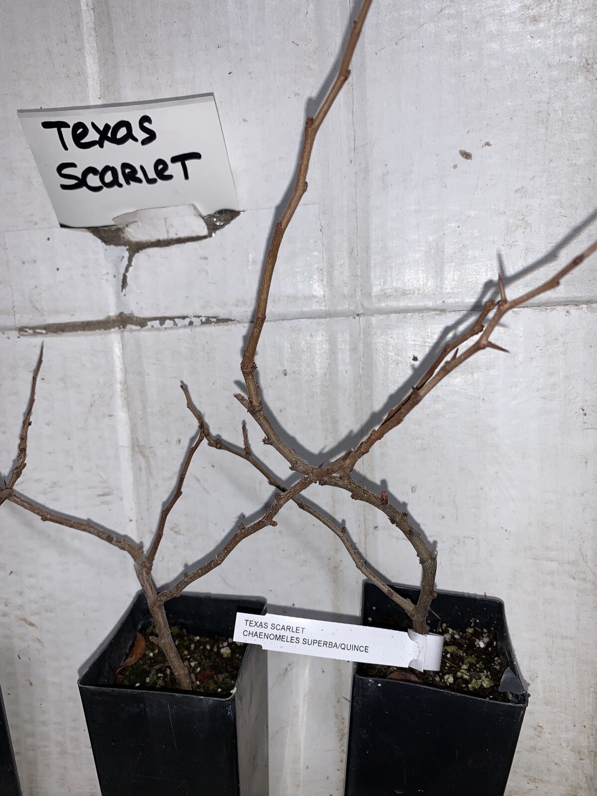 Chaenomeles Speciosa “Texas Scarlet” (Red Flowering Quince) Plant