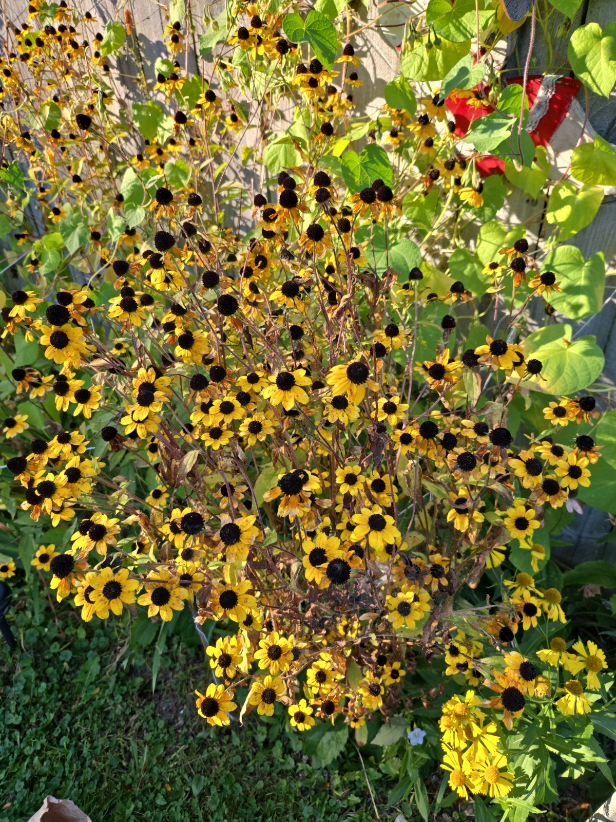 1 GRAM + Rudbeckia Triloba/Brown-Eyed Susan/Native Eastern & Central US/Organic