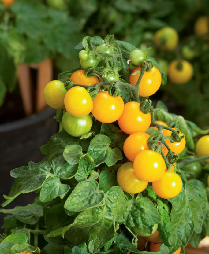 RARE✿ New! Yellow Mini Cherry Tomato 10 Seeds ●Extra Dwarf