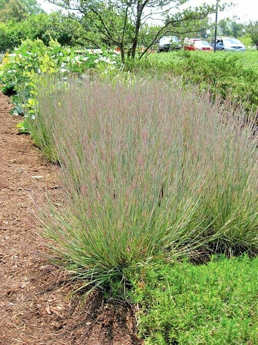 501+ LITTLE BLUESTEM Seeds Native Prairie Grass Ornamental Perennial Fall Colors