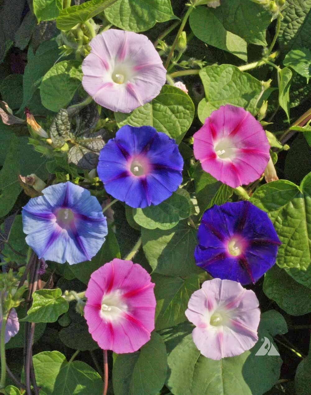 25 GMO FREE! MORNING GLORY SEEDS MIXED BATCH! 20 FEET LONG OR MORE!