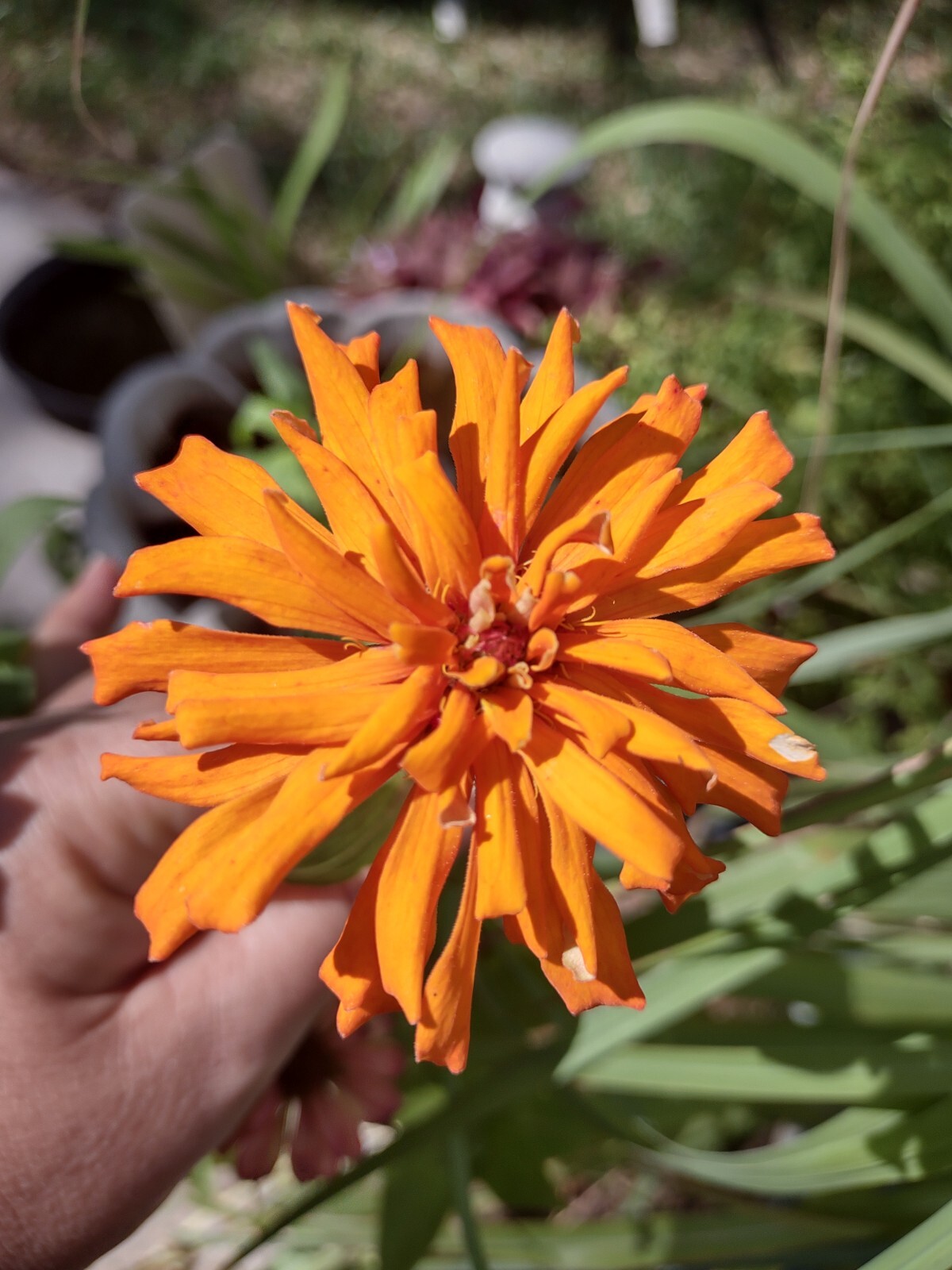 Zinnia Seeds, 5 Dry Head,Giant Cut Come Again, Zinnia Flower Seed,Free Shipping