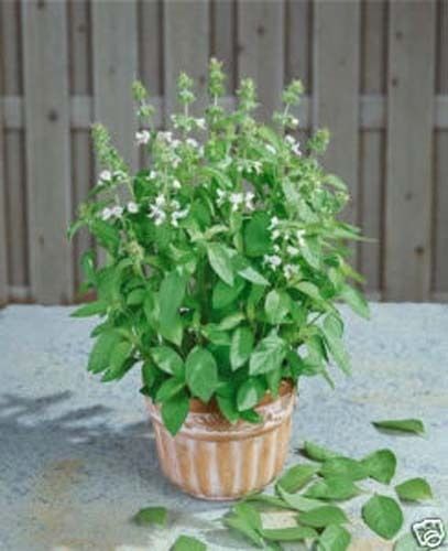 Basil Lemon Great Garden Herb By seed kingdom 200 Seeds