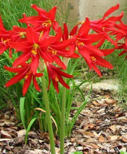 Oxblood Lily Bulbs Lilies Rain Schoolhouse Hurricane Rhodophiala bifida