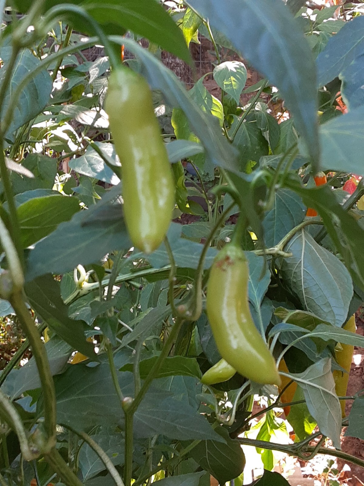 25 + AJI MARCHANT/ITALIAN WHITE CANNING Pepper Seeds 🇺🇸 USA Grown 🇺🇸