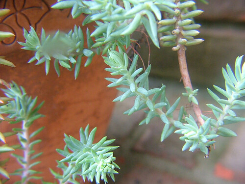 SEDUM RUPESTRE BLUE SPRUCE 200 SEEDS, HARDY SEDUM, YELLOW FLOWERS IN SUMMER