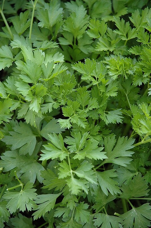Italian Parsley Heirloom Seeds – Non GMO – 200 Seeds