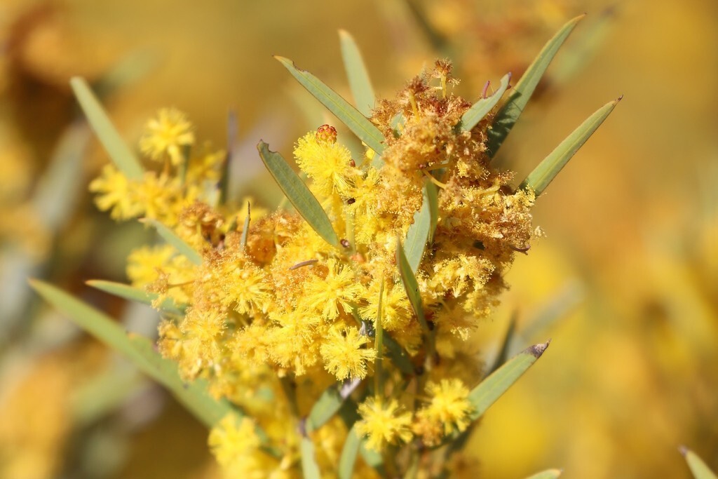 25+ Acacia hemiteles Seeds – “Tan Wattle”