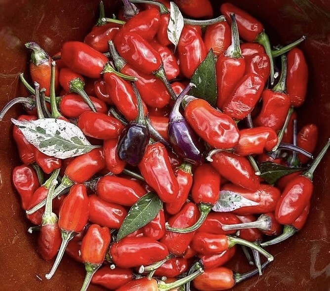 Jigsaw Hot Peppers 10 Organic Seeds