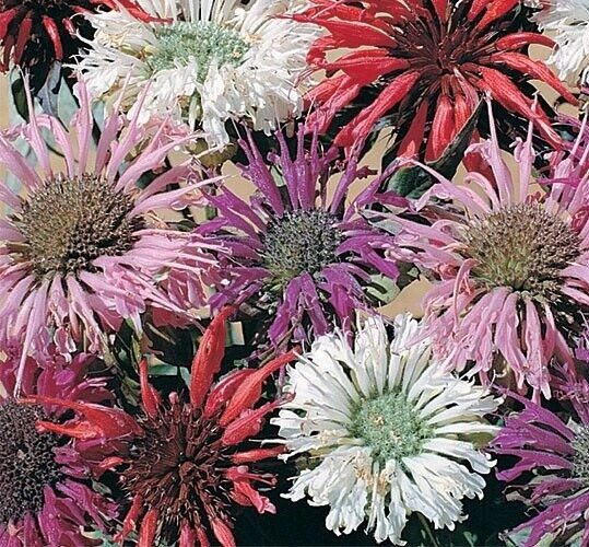 Monarda Panorama Mix, Bee Balm, 25 Seeds – Perennial Herb