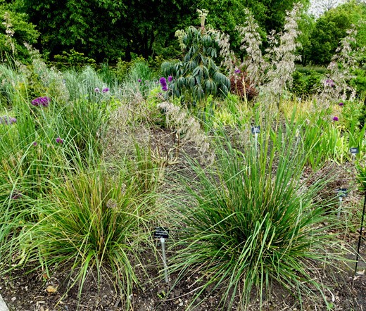 MAURITANIA VINE REED ROPE GRASS Ampelodesmos Mauritanicus – 50 Bulk Seeds
