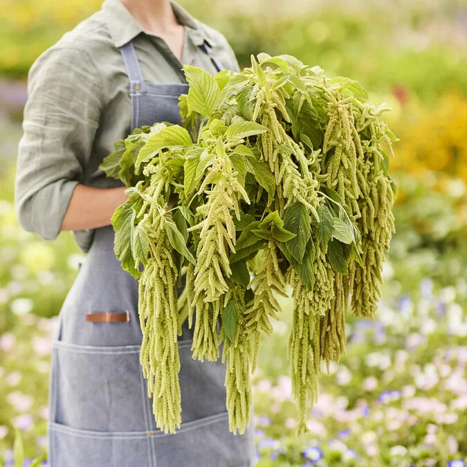 Amaranthus Seeds – Viridis (Amaranthus caudatus) | 500+ Seeds | Green Flowers |