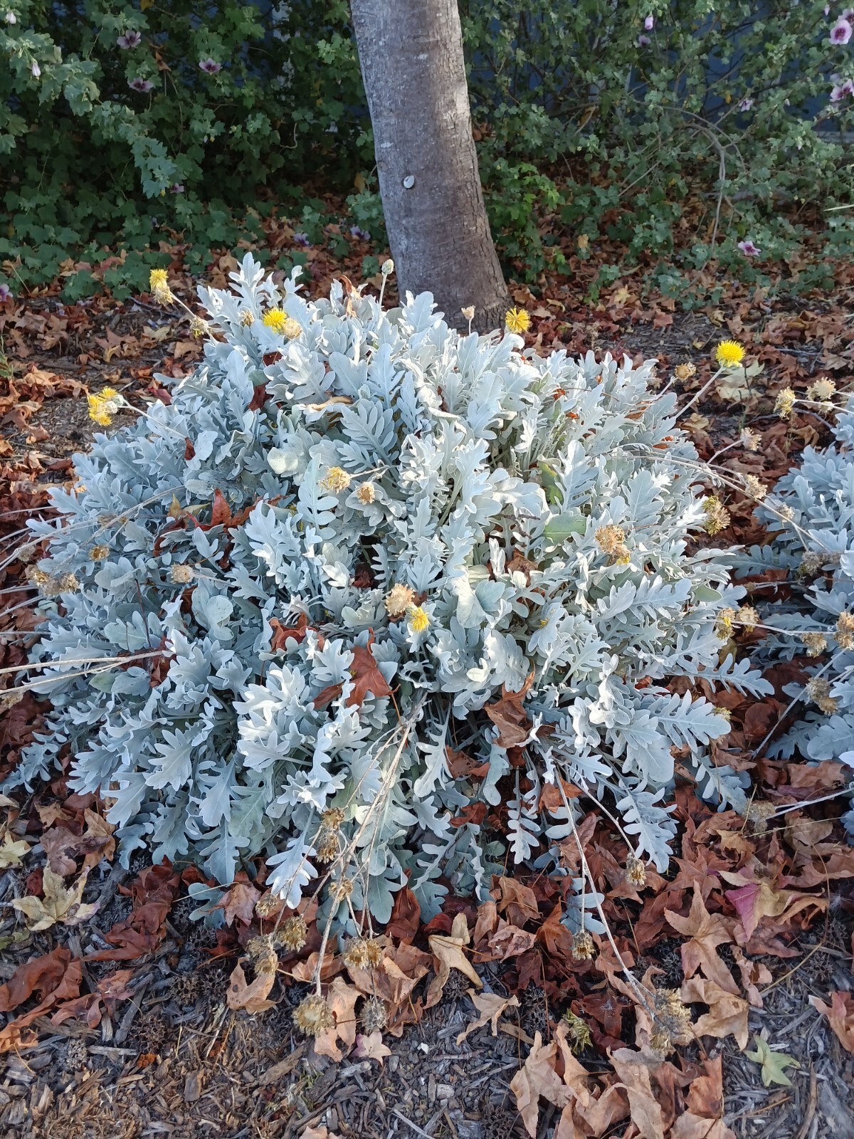 DUSTY MILLER SEEDS, 30 Seeds, Centaurea ragusina, Silver Foliage