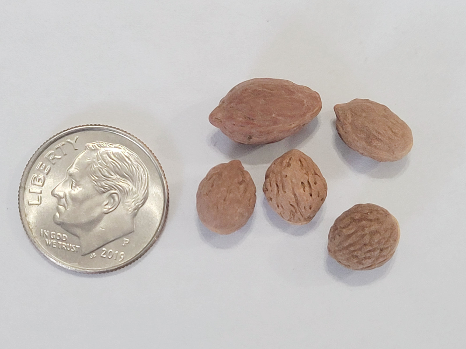 Jujube Seeds – Ziziphus jujuba – Chinese Red Date TCM Fruit Tree Planting Seeds